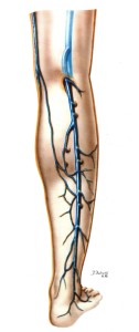Veia Safena Parva
